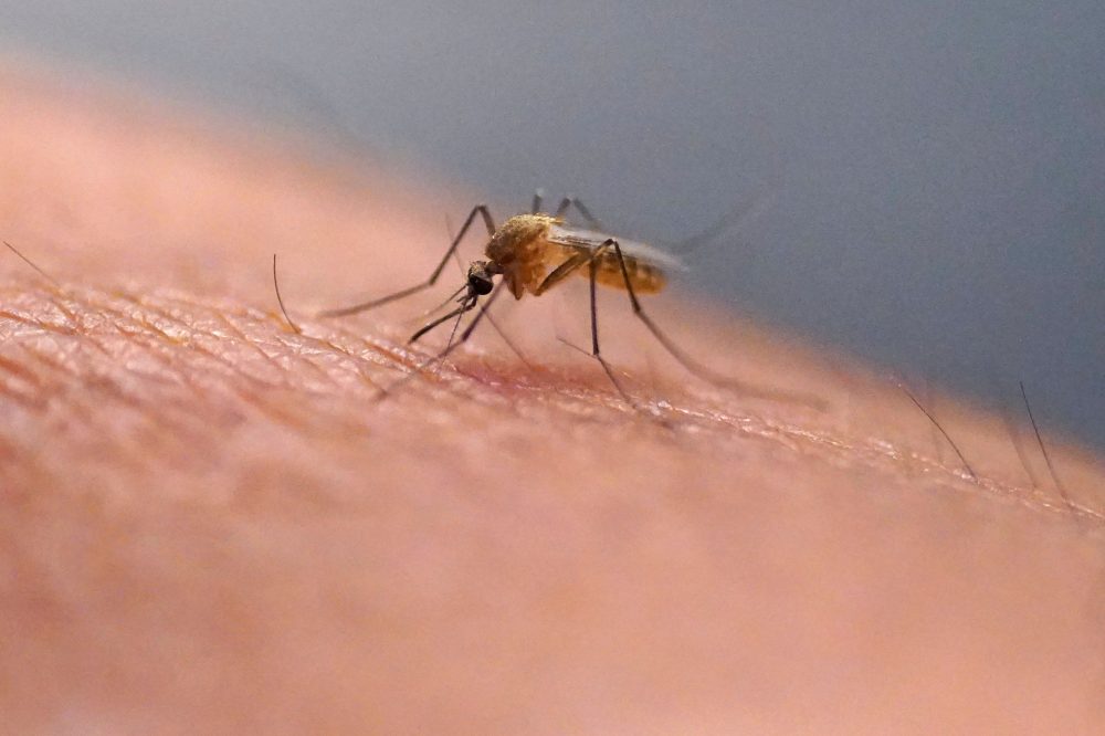 Why Scratching That Bug Bite Actually Makes It Worse, According to Science