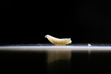 US and Mexico Open Sterile Fly Facility to Battle Screwworm Outbreak