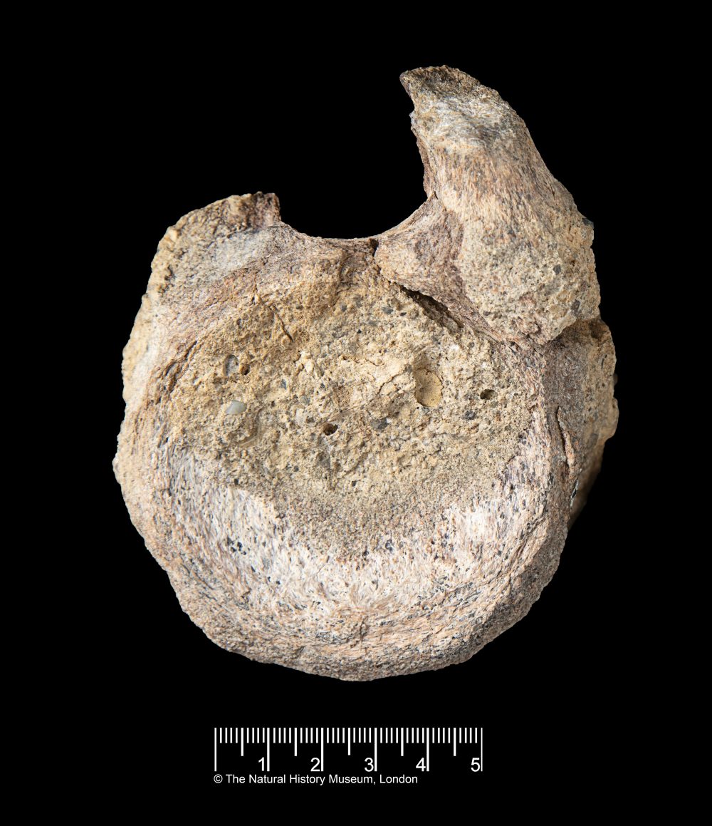Dinosaur Fossil Hidden in Drawer for Decades Turns Out to Be Rare Antarctic Find