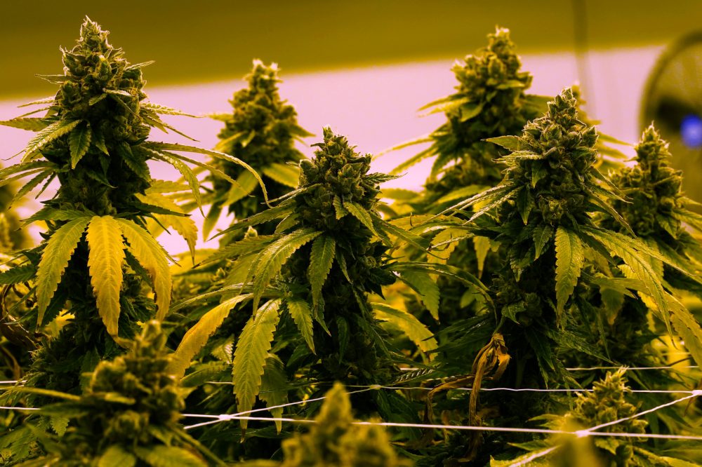 Virginia Approves Recreational Marijuana Retail Sales Starting in 2027