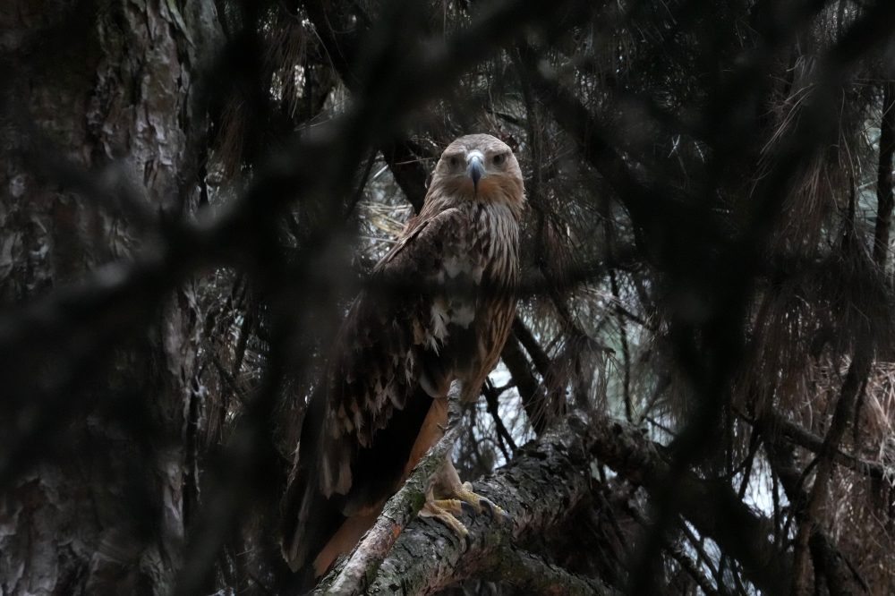 Kidnapped Eagle Feliks Returns Home to Serbia After Wild Middle East Ordeal