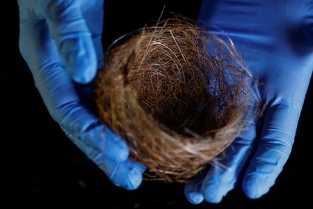 Birds Near Ukraine Front Lines Weave Nests From Drone Cables
