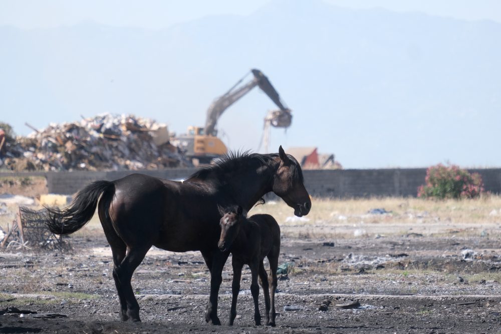 Horses Stranded in Extreme Heat Spark Animal Welfare Alarm in Montenegro
