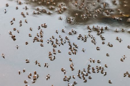 Bangladesh Braces for Dengue Surge as Rainy Season Fuels Outbreak