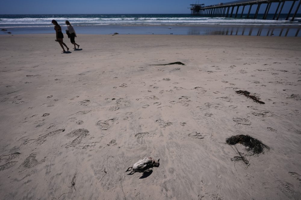 Marine Heat Wave Killing California Seabirds — El Niño May Make It Worse