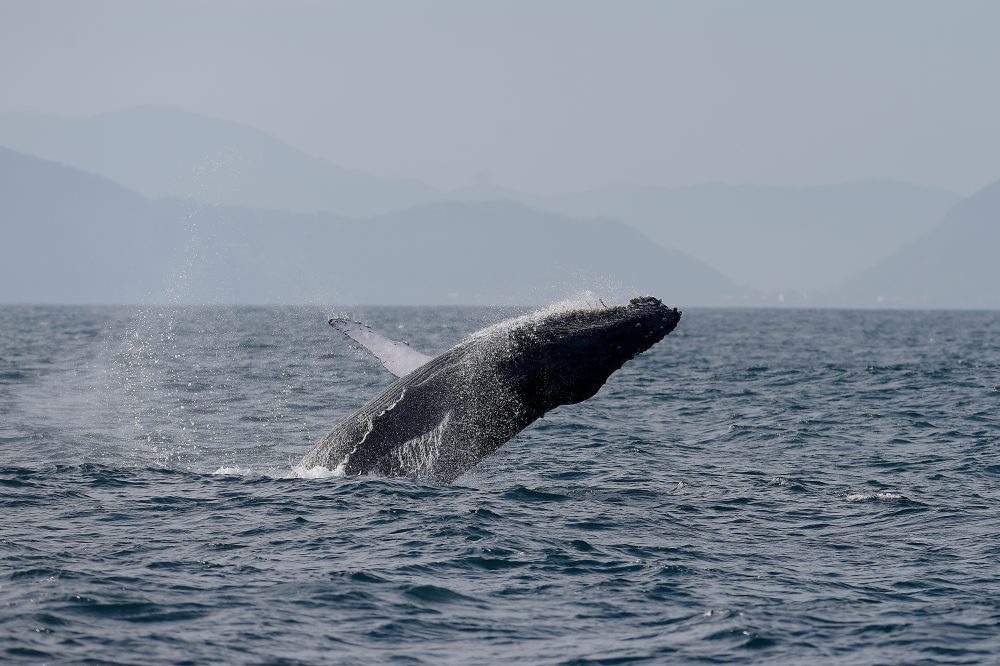 Humpback Whale Sightings Surge Off Rio de Janeiro, Boosting Whale-Watching Tourism