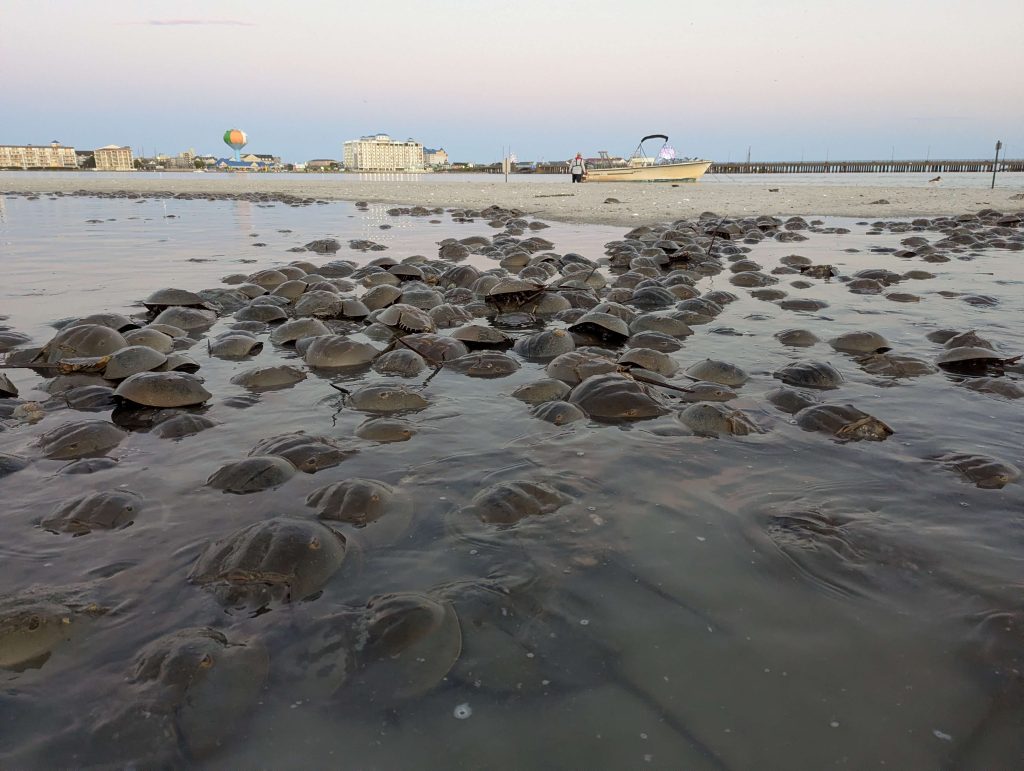 DNR Scientists Track Horseshoe Crab Comeback Along Mid-Atlantic Coast