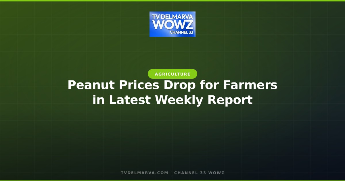 Peanut Prices Drop for Farmers in Latest Weekly Report