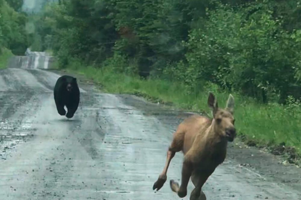 Maine Couple Uses Truck to Save Moose Calf from Bear Attack