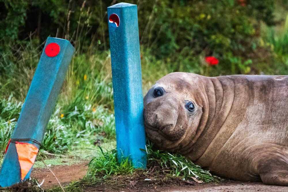 Meet Neil: The 1-Ton Seal Causing Chaos in Australia and Breaking the Internet