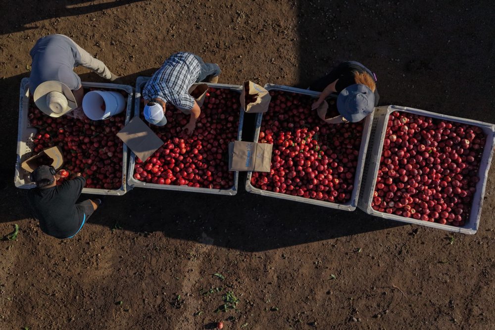 California Farmer Gives Away 100,000 Pounds of Nectarines Amid Legal Battle