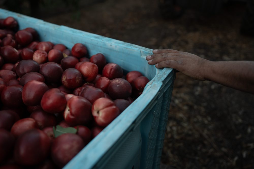 California Farmer Hands Out Free Nectarines During Legal Battle Over Fruit Rights