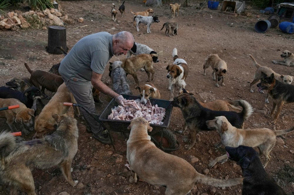One Man’s Mission: Rescuing Animals Abandoned by War in Southern Lebanon