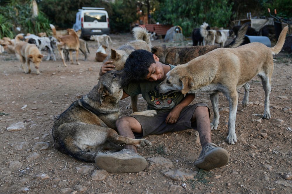 One Man’s Mission: Rescuing Animals Left Behind in Southern Lebanon War Zone