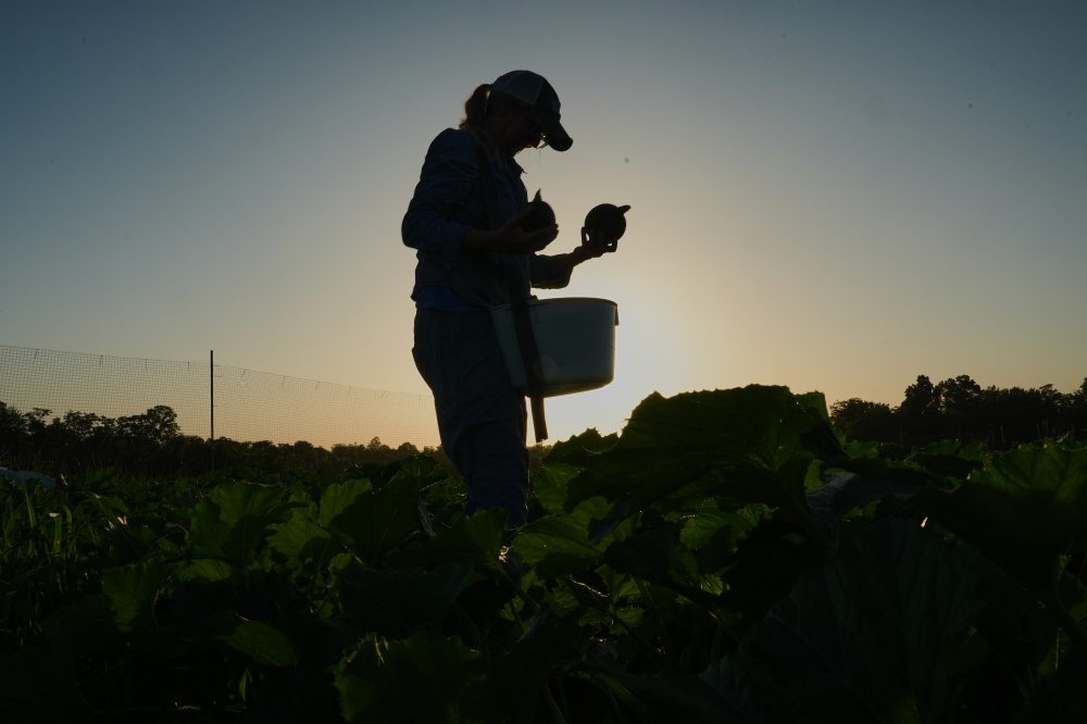 Specialty Farmers Battle Extreme Heat With Schedule Changes and Crop Diversity