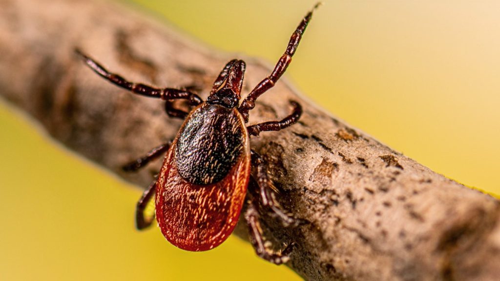 Outdoor Pros Share Their Best Tips for Avoiding Tick Bites This Season