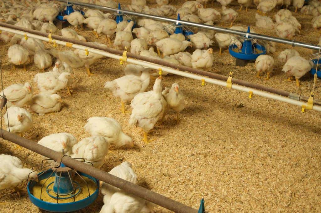 National Chicken Council Updates Animal Welfare Standards, Earns Top Auditing Certification
