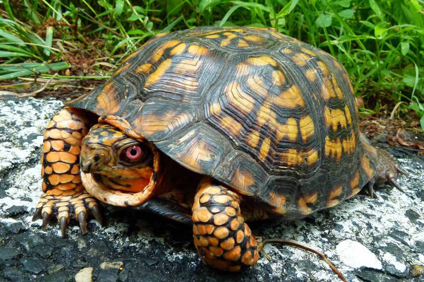 Help Save Virginia’s Box Turtles by Reporting What You See