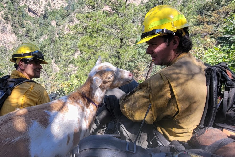 Goat Named Goldie Becomes Surprise Morale Booster for Colorado Wildfire Crews