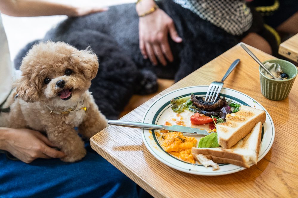 Hong Kong Opens Restaurant Doors to Dogs in Major Policy Shift