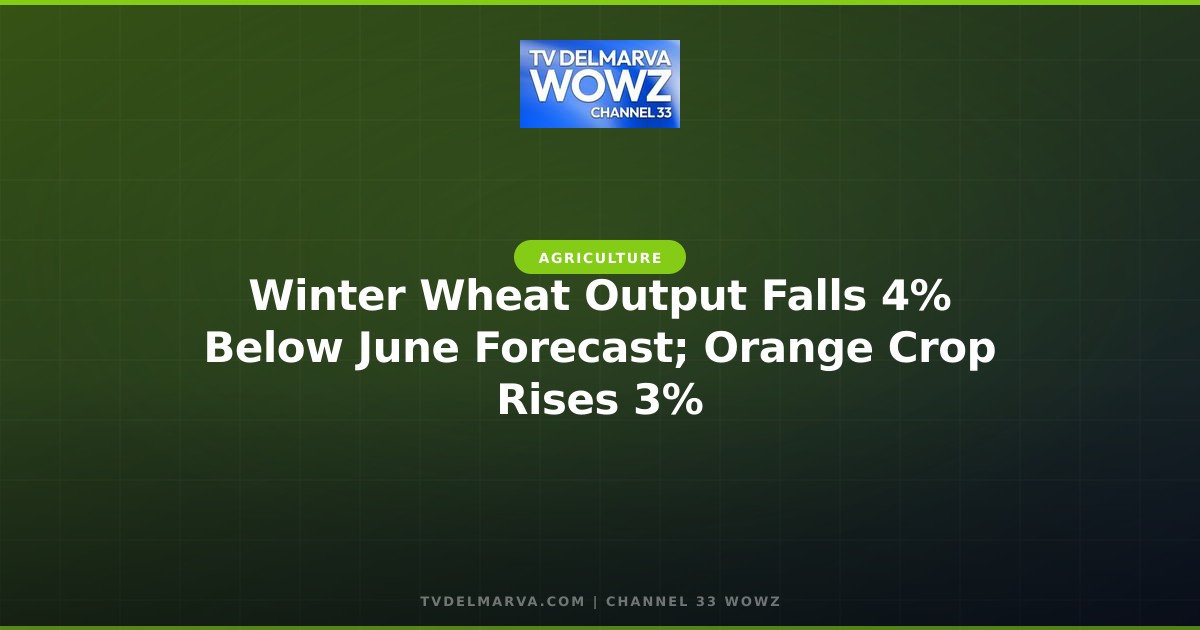 Winter Wheat Output Falls 4% Below June Forecast; Orange Crop Rises 3%
