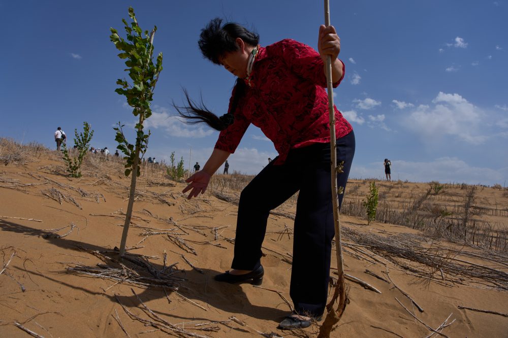 China’s Green Great Wall Beats Back Desert, But Scientists Say Work Isn’t Done
