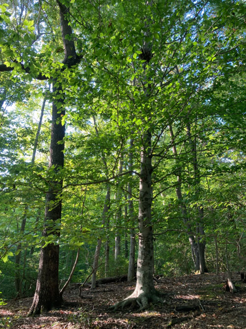 Land Trust Acquires 90 Acres in Calvert County’s Parkers Creek Watershed