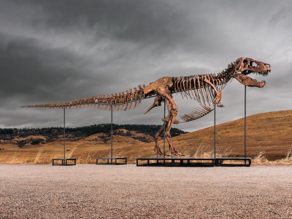 Anonymous Buyer Snags T. Rex ‘Gus’ at Auction for Record-Breaking $50 Million