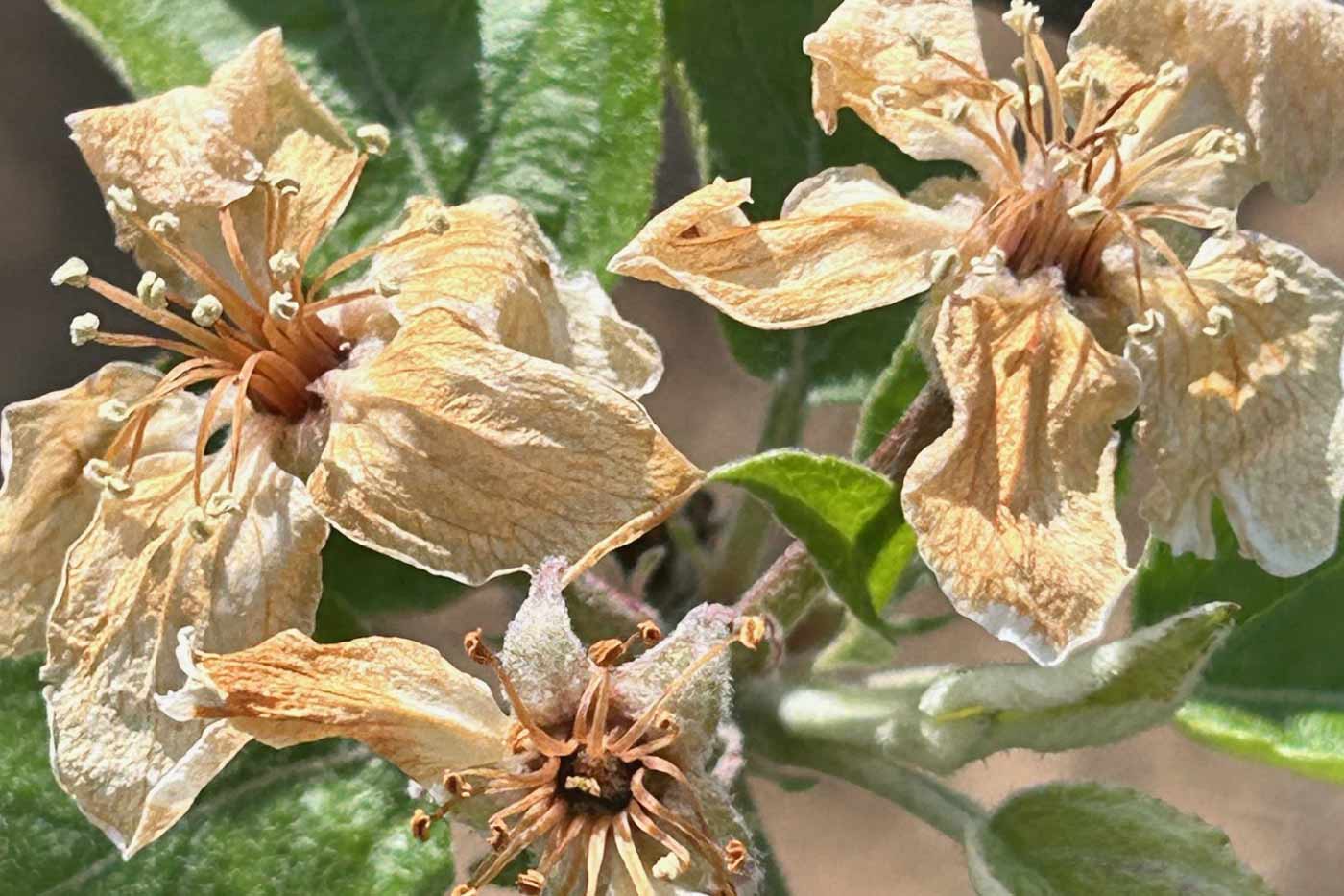 59 Virginia Counties Named Natural Disaster Areas, Farmers Eligible for Emergency Loans