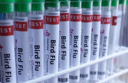 New Zealand Finds H5N1 Bird Flu in Native Hawk After First Confirmed Cases