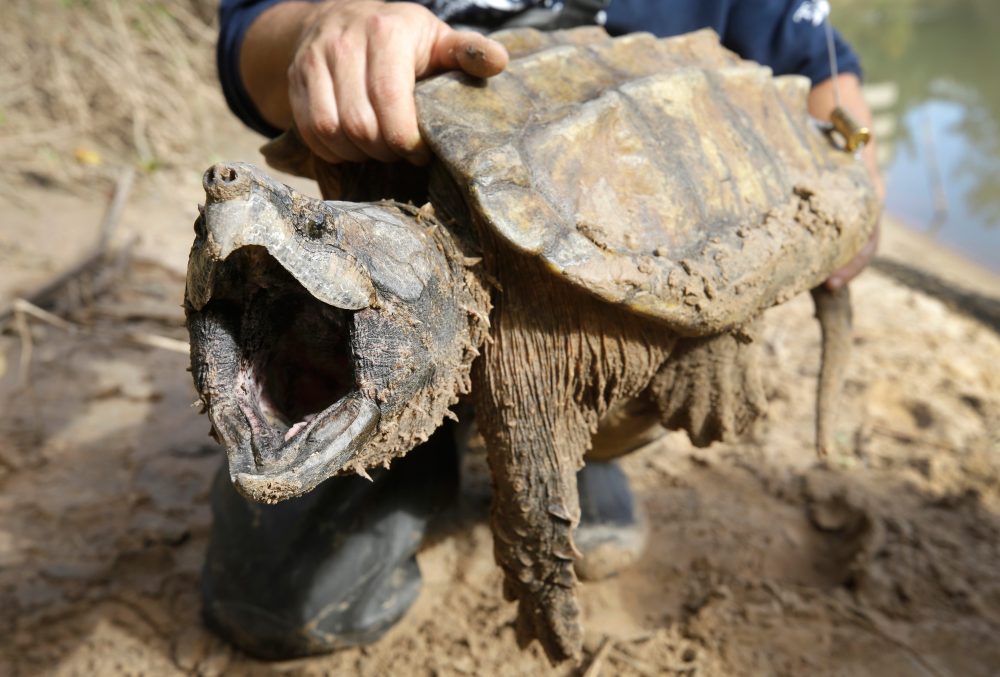 Federal Government Eliminates Automatic Protections for Threatened Wildlife