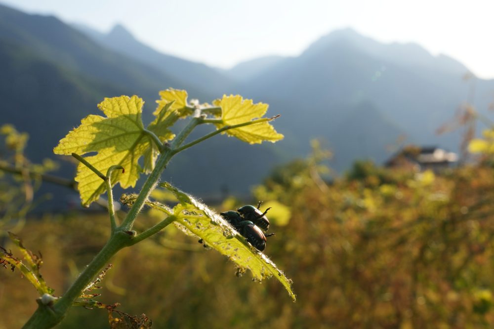 Japanese Beetle Spreads Across Northern Italy’s Farms and Vineyards