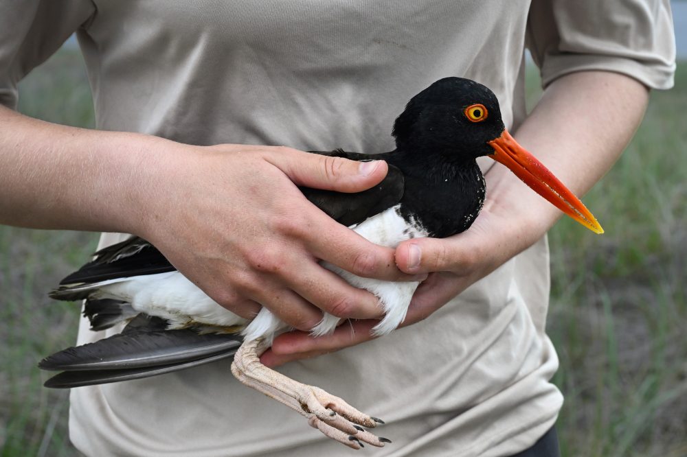 American Oystercatchers Stage Remarkable Comeback After Near Wipeout