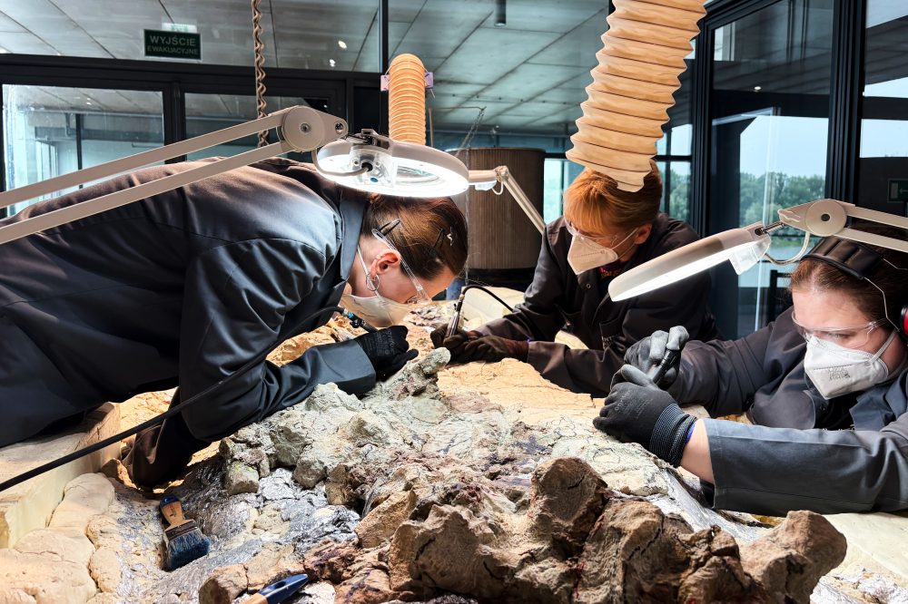 Over 2,000 Volunteers Help Restore World’s Largest Prehistoric Amphibian Skeleton