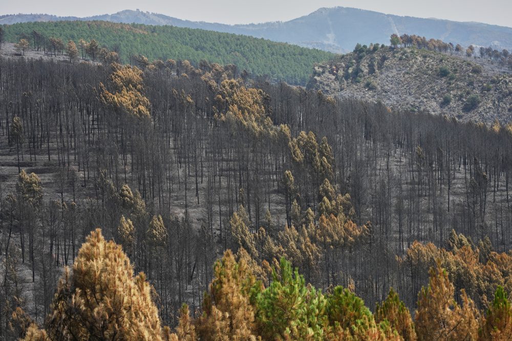 Spain Battles Massive Wildfire Amid Dangerous Heat Wave