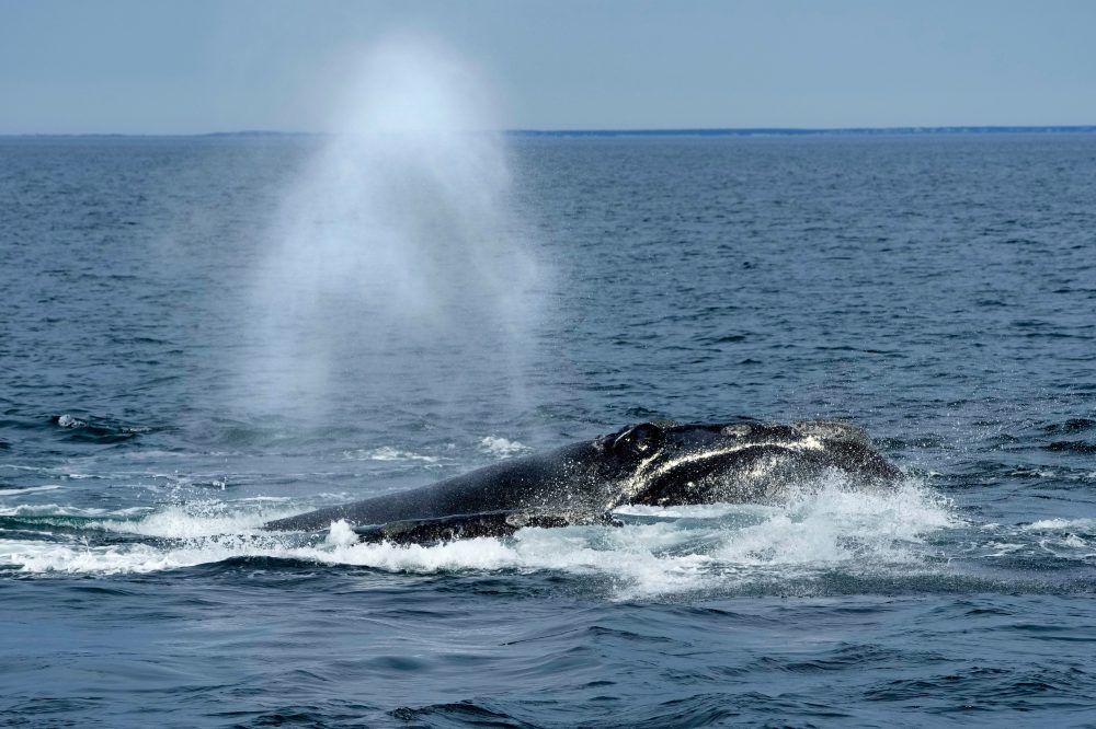 Endangered Right Whales Could Wait Until 2035 for New Federal Protections