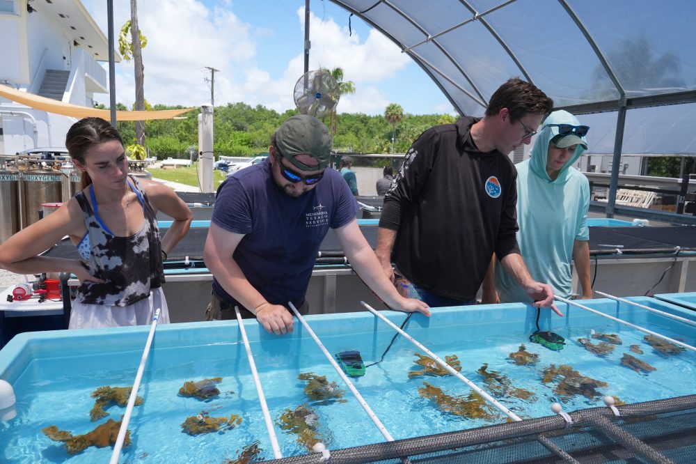 Florida Scientists Rush Endangered Elkhorn Coral Indoors Ahead of Feared Mass Bleaching