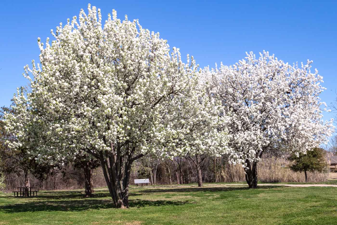 Virginia Cracks Down on Invasive Plants With New Fines for Landscapers