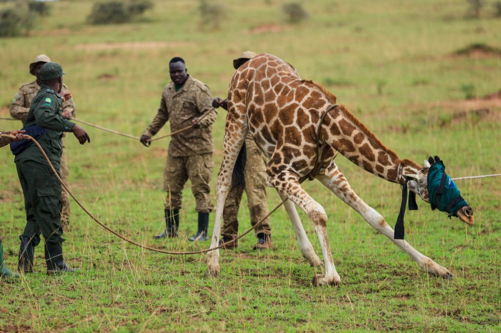 Endangered Giraffes Relocated in Uganda to Escape Oil Drilling Threat