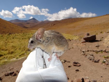 Tiny Mountain Mouse Thrives Where Humans Cannot Survive, Study Finds