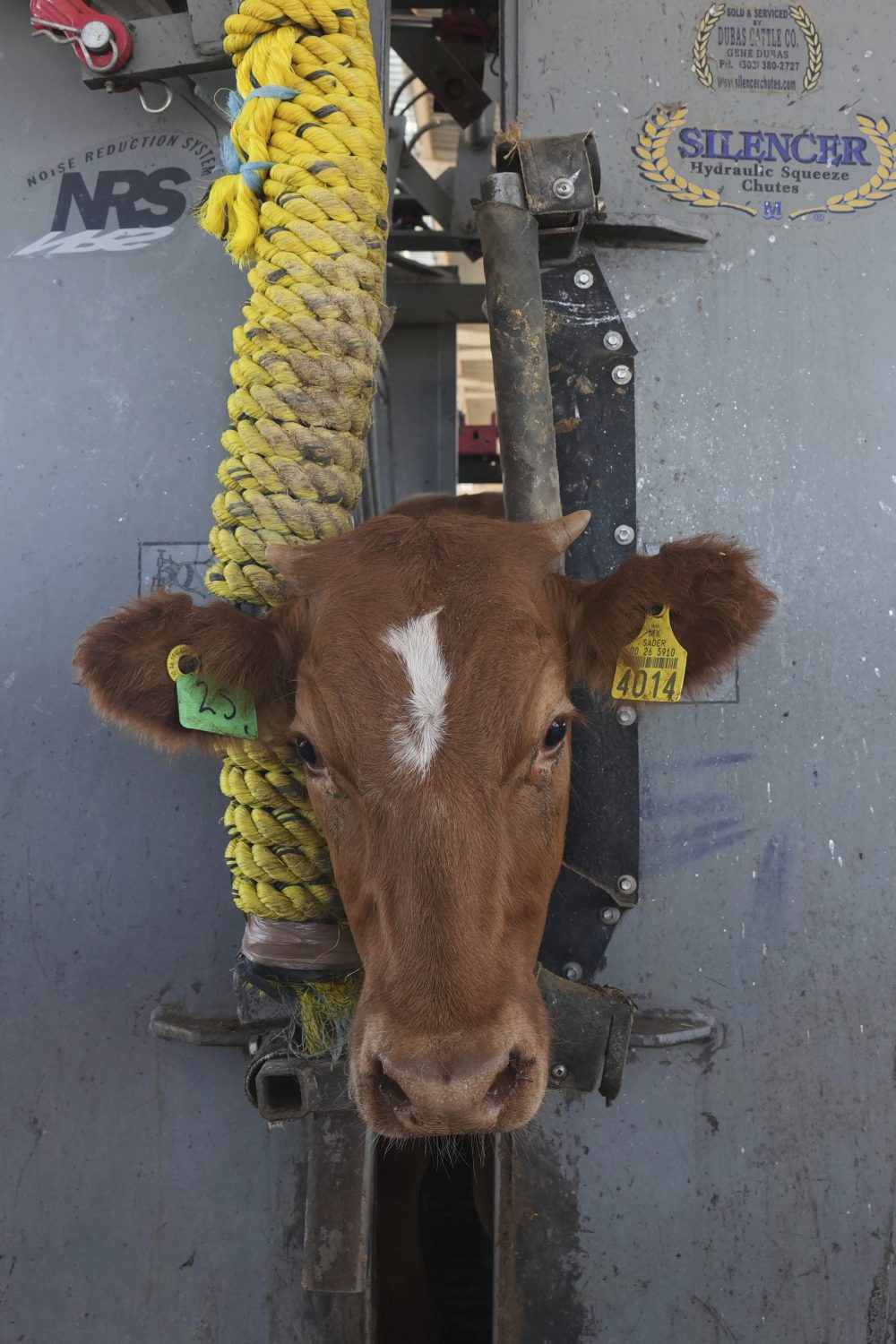 US to Reopen Border to Mexican Cattle Imports Starting August 24