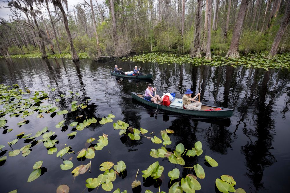Georgia’s Okefenokee Swamp Earns Spot on UNESCO World Heritage List