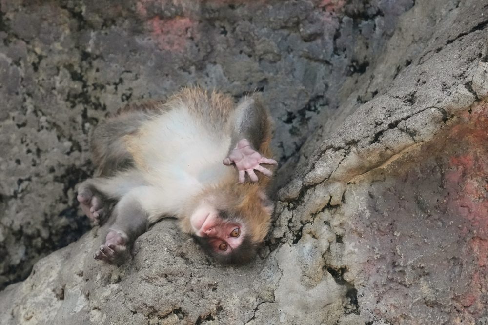 Japanese Zoo’s Famous Monkey Punch Celebrates His First Birthday