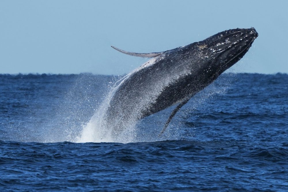 Humpback Whale ‘Supergroup’ of Nearly 300 Spotted — But New Threats Loom