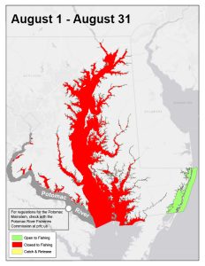 Chesapeake Bay Striped Bass Fishing Banned Through All of August